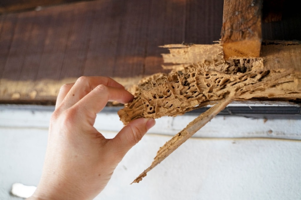 What Is The Best Way To Get Rid Of Termites In Your Home?