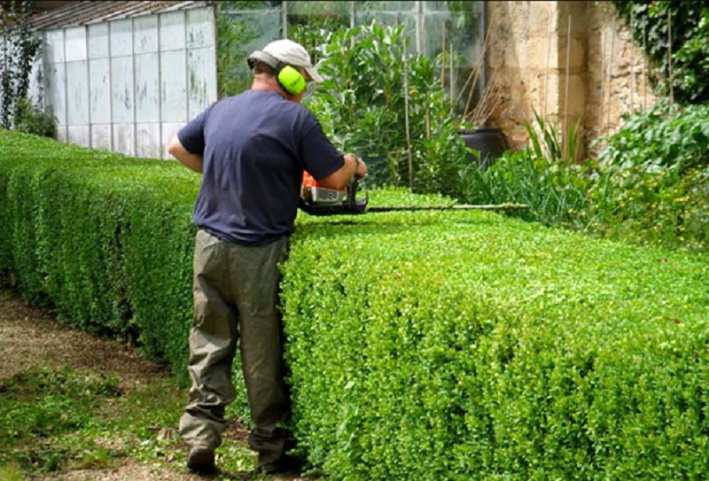 8 Reasons You Need Hedge Trimming Services