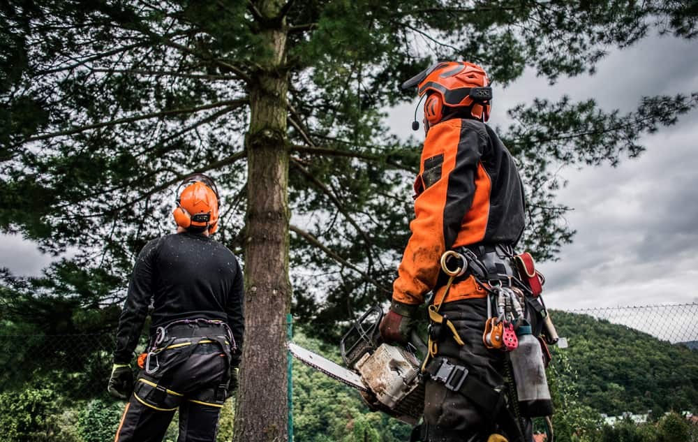 Finding the best tree service company