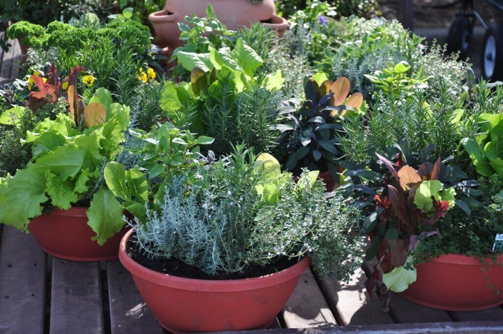 The Portable Garden: Harnessing The Advantages Of Plant Containers