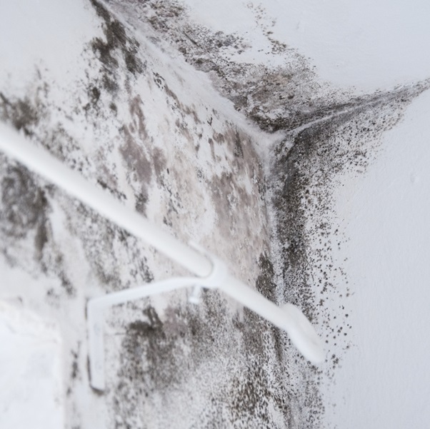 Mould Removal Experts: A Long-Term Solution to Prevent Mould Problems